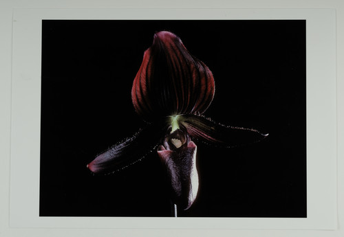 Francis apesteguy orchidée - apesteguy,,