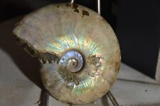 RARE grande ammonite Beudanticeras albien de Mahajanga Madagascar