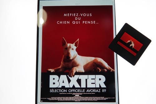 Baxter bull terrier - terrier, ektachrome