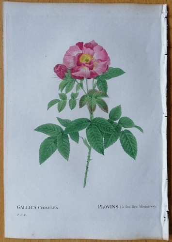 Redoute 1st edition original - redoute,
