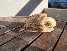 Crâne de calao à cuisses