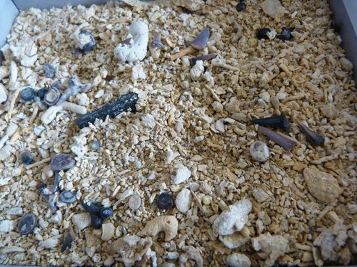 Sable micro fossiles - sable, à