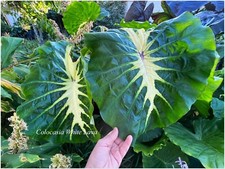 Colocasia White Lava ° 1 plant