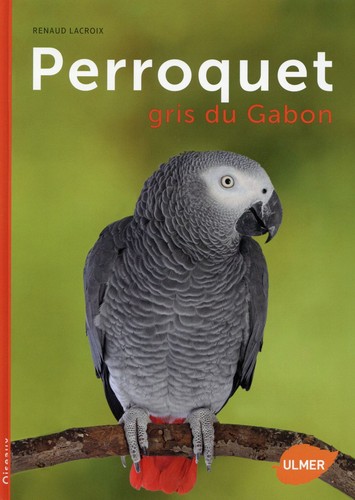 Perroquet gris gabon - gris, du