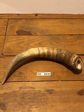Hill Country Cow horn large