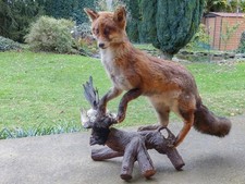 Taxidermie Renard empaillé avec pie. Excellent état.