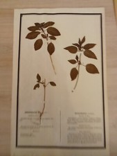 Ancien Herbier Botanique