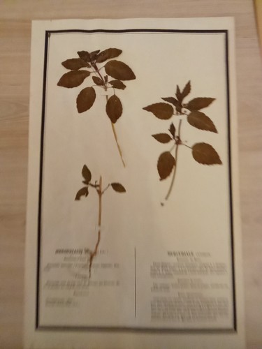 Ancien herbier botanique - herbier,