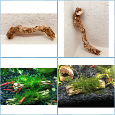 Cholla Wood 22X7X4  holley