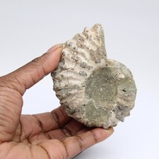 Ammonite Douvilleiceras inaequinodum 200gr 85mm Madagascar