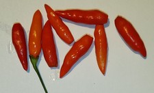 20 graines de piment Tabasco