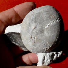 OURSIN FOSSILE CRÉTACÉ DES
