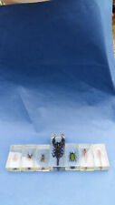 Suite de 7 insectes en inclusion  (Scorpions , araignée ,sauterelle   etc .... )