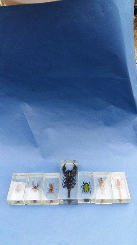 Suite insectes en - suite, de
