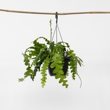 Cactus orchidée - Epiphyllum 'Anguliger' - Hauteur 30-40cm - ⌀15cm