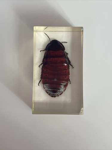 Véritable insecte dans - insecte,