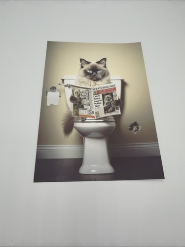 Affiche chat sacré - chat,