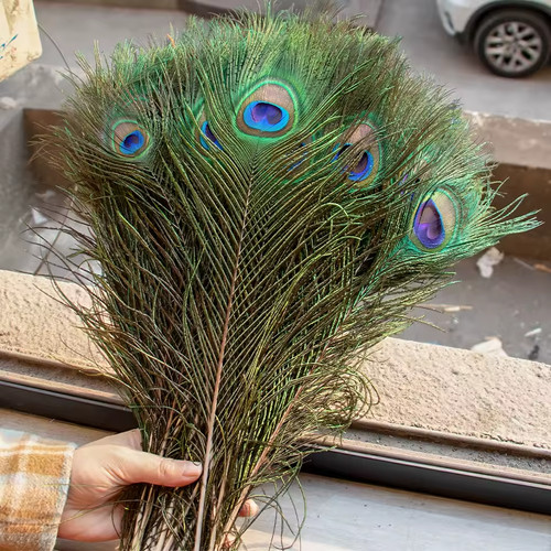 Plumes paon réelles - plumes,