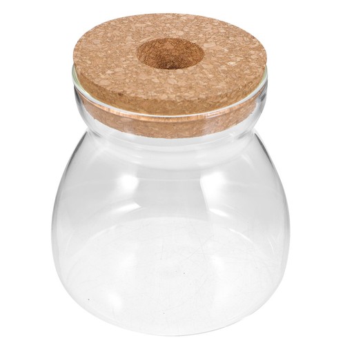 Terrarium verre avec - terrarium,