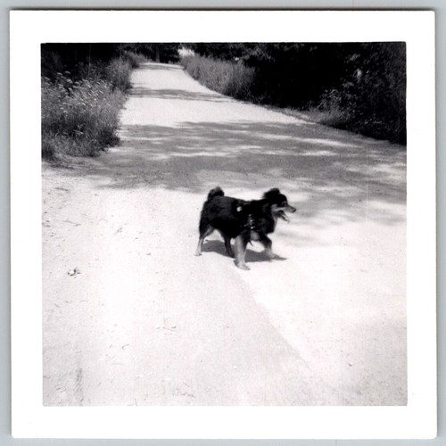 Vtg snapshot small - snapshot, fluffy