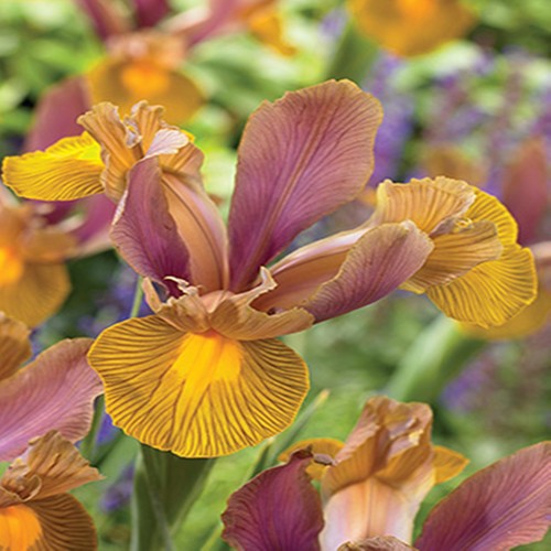 Bulbes iris hollandais - bulbes,