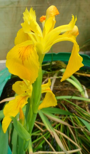 Plants iris jaune des marais - iris,