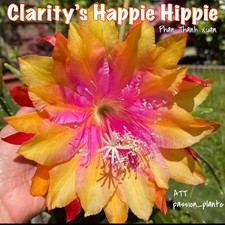 RARE - Epiphyllum CLARITY’S