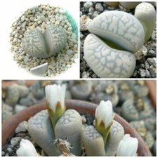 10 graines de pierres vivantes