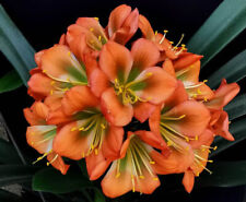 Clivia N°57 (Lelik x Berties