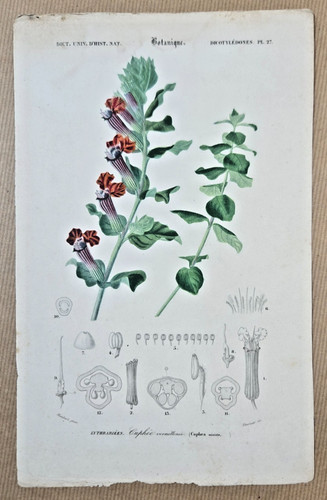 Gravure botanique sur cuivre - sur,