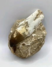 Rare authentique matrice