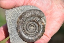 grande ammonite Dactylioceras tenuicostatum toarcien Whitby  Yorkshire UK RARE
