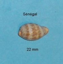 Cypraea    Pyrum Petitiana