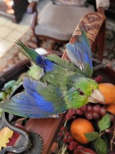 Ancienne taxidermie oiseau  perruche naturalisée