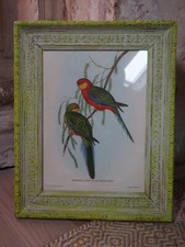 Ancienne lithographie oiseaux exotiques dans cadre style baroque