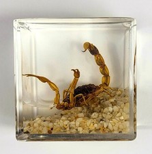 40mm Véritable Doré Scorpion