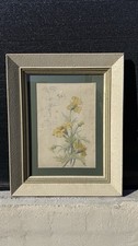 Tableau Dessin Aquarelle Ancienne XIXe Etude de Fleurs Pissenlit