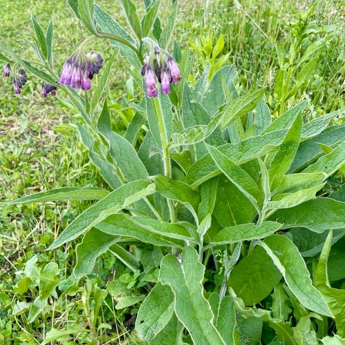 Consoude - 🧑🏻‍🌾🌿,