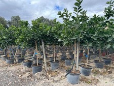 CITRONIER 150 CM - Agrumes