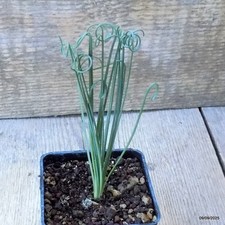 D6338 albuca spiralis - albuca,