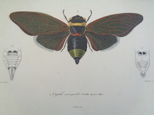 Gravure ancienne insecte - ancienne,