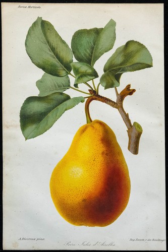 1863 poire jules - -,