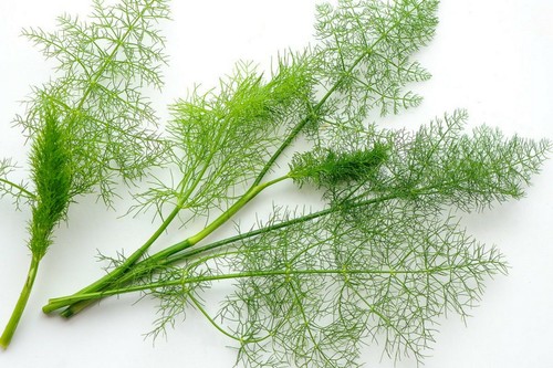 250 graines aneth - 250,