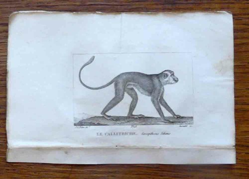 Gravure animalière primate - gravure,
