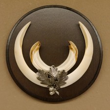 Wildschweinwaffen (Sus Scrofa)