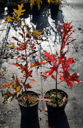 Quercus palustris chêne des - palustris, /