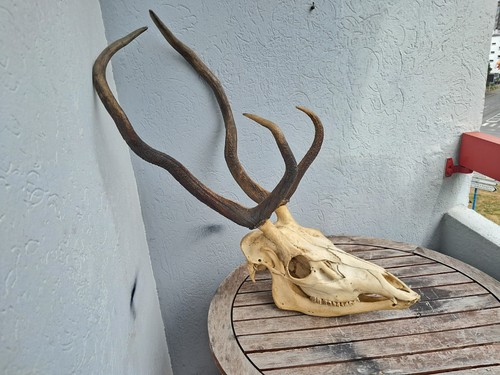 Crâne cerf avec mâchoire - crâne,