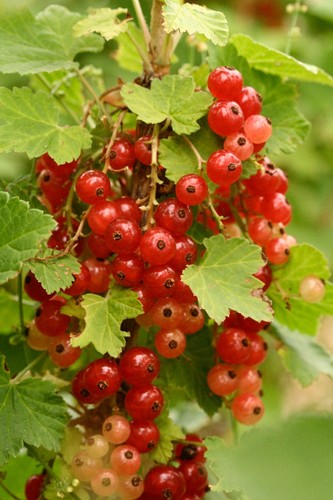 Lot graines de - de,