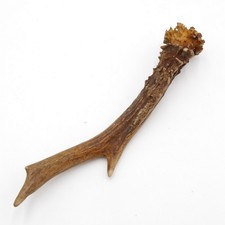 Bois de Cerf LONGUEUR 19 CM