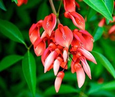Erythrina crista-galli -